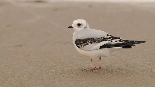 Une mouette très rare aperçue dans le Dunkerquois : un argument...
